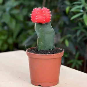 Moon Cactus red