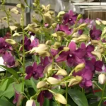 Dendrobium Judy Ruth Orchid