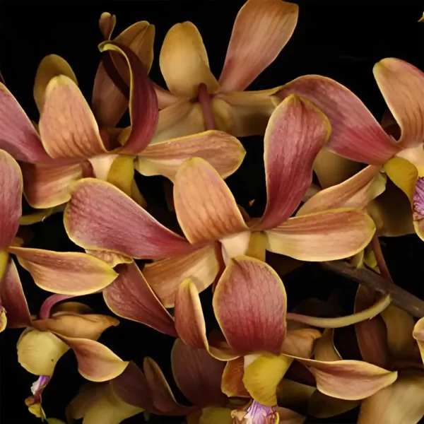 Dendrobium Latte Orchid