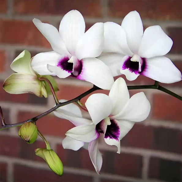 Dendrobium Melon Red Lip