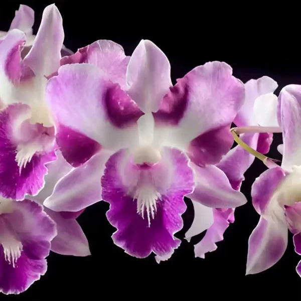 Dendrobium Supan King Orchid