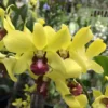 Dendrobium Thongchai Gold Orchid
