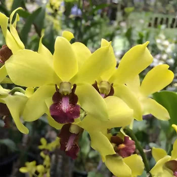 Dendrobium Thongchai Gold Orchid