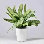 Aglaonema-Silver-Queen