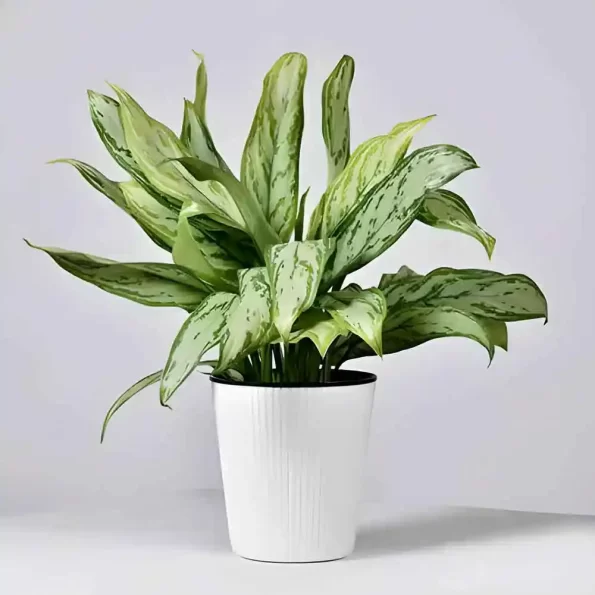 Aglaonema Silver Queen