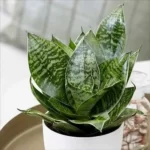 Birds-Nest-Snake-Plant