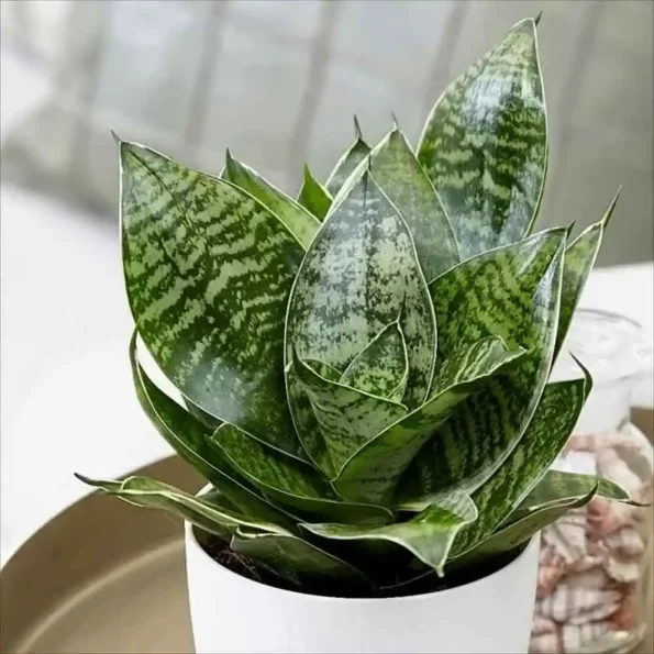 Birds Nest Snake Plant