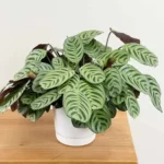 Calathea Burle Marxii