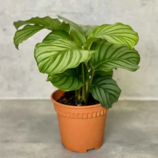 Calathea Orbifolia