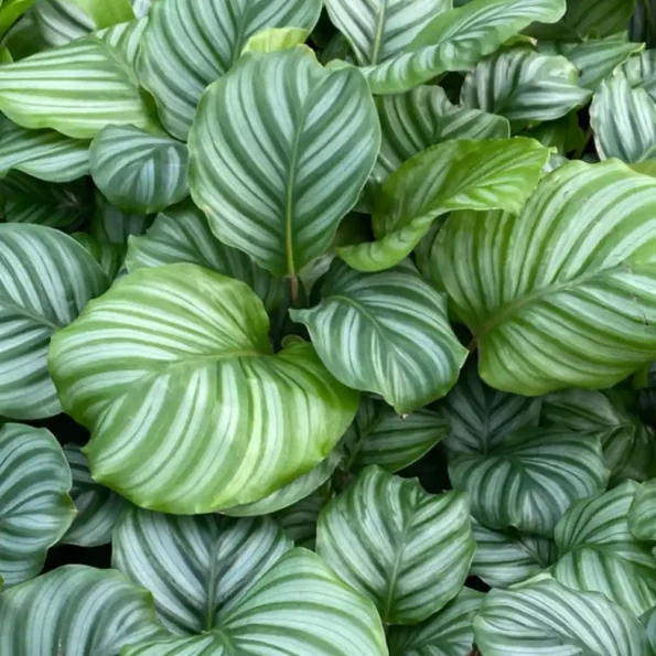 Calathea Orbifolia