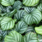 calathea_orbifolia