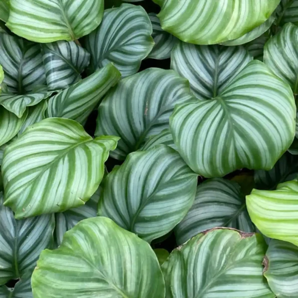 Calathea Orbifolia