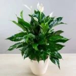 air-purifying-plants-combo-1