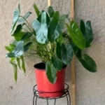 air-purifying-plants-combo-1