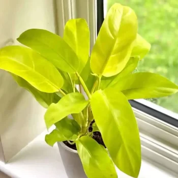 Philodendron Ceylon Golden