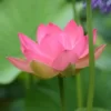 pink lotus tuber