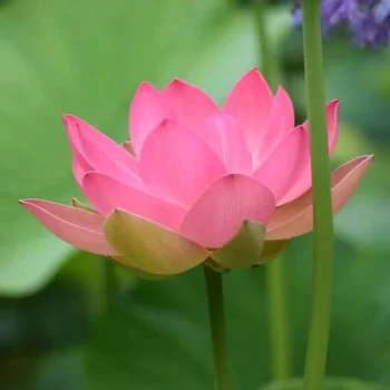 pink lotus tuber