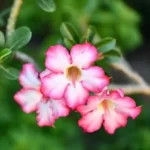 Pink adenium