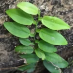 Pothos Scandens