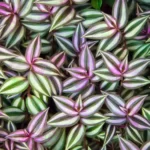 Purple Wandering Jew