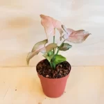 Syngonium Arrowhead (Pink)