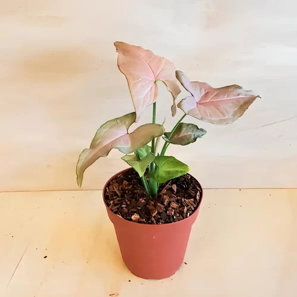 Syngonium Arrowhead Pink