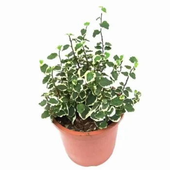 Variegated Creeping Fig