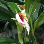 coelogyne usitana orchid