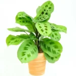 rabit’s-foot-calathea