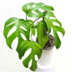 air-purifying-plants-combo-1