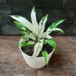 variegated-peace-lily