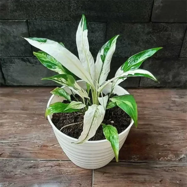 variegated peace lily