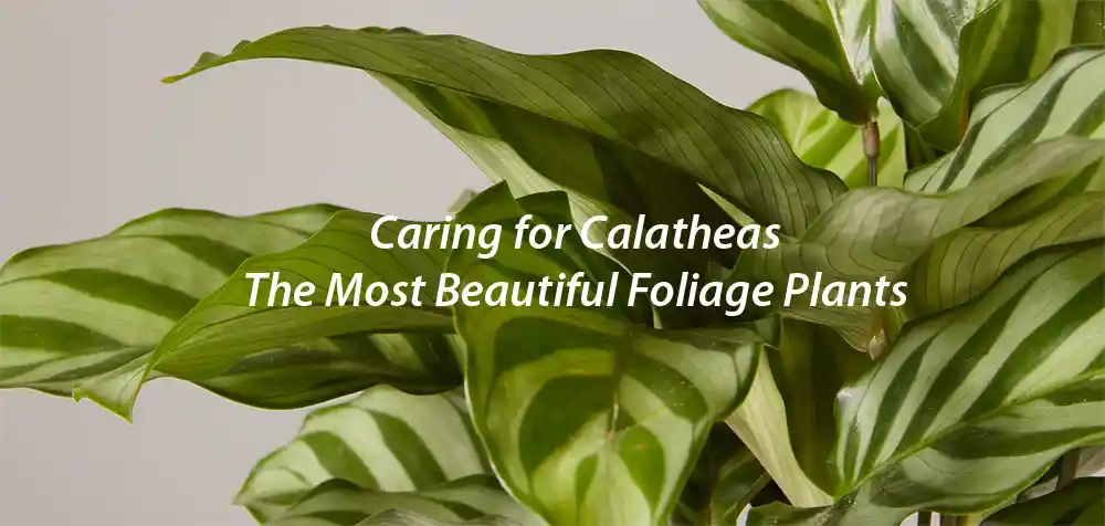 Caring for Calatheas