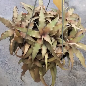 Cryptanthus Acaulis