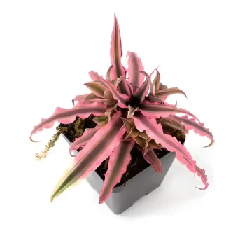 Cryptanthus Bivittatus