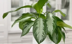 How to Grow and Care for Chinese Evergreen Plants