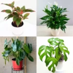 air-purifying-plants-combo-1