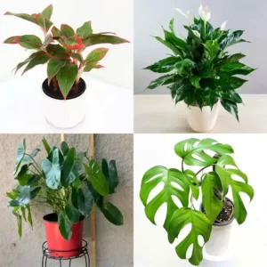 air purifying plants combo 1