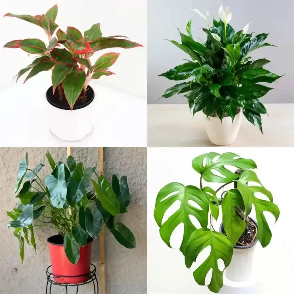 air purifying plants combo 1