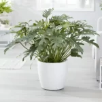 philodendron xanadu green