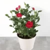 Miniature Rose, Button Rose (Red)