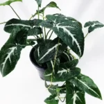 syngonium_wendlandii