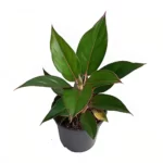 aglaonema black lipstick