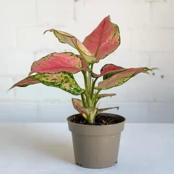 aglaonema pink star