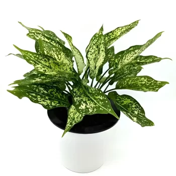 aglaonema snow white