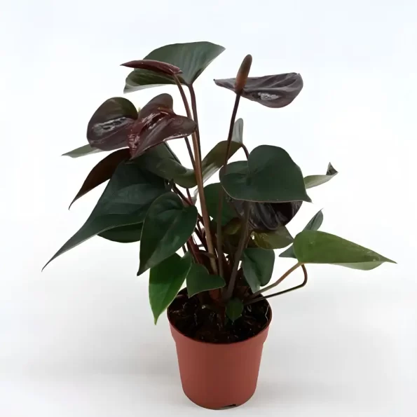 anthurium chocolate