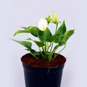 anthurium white