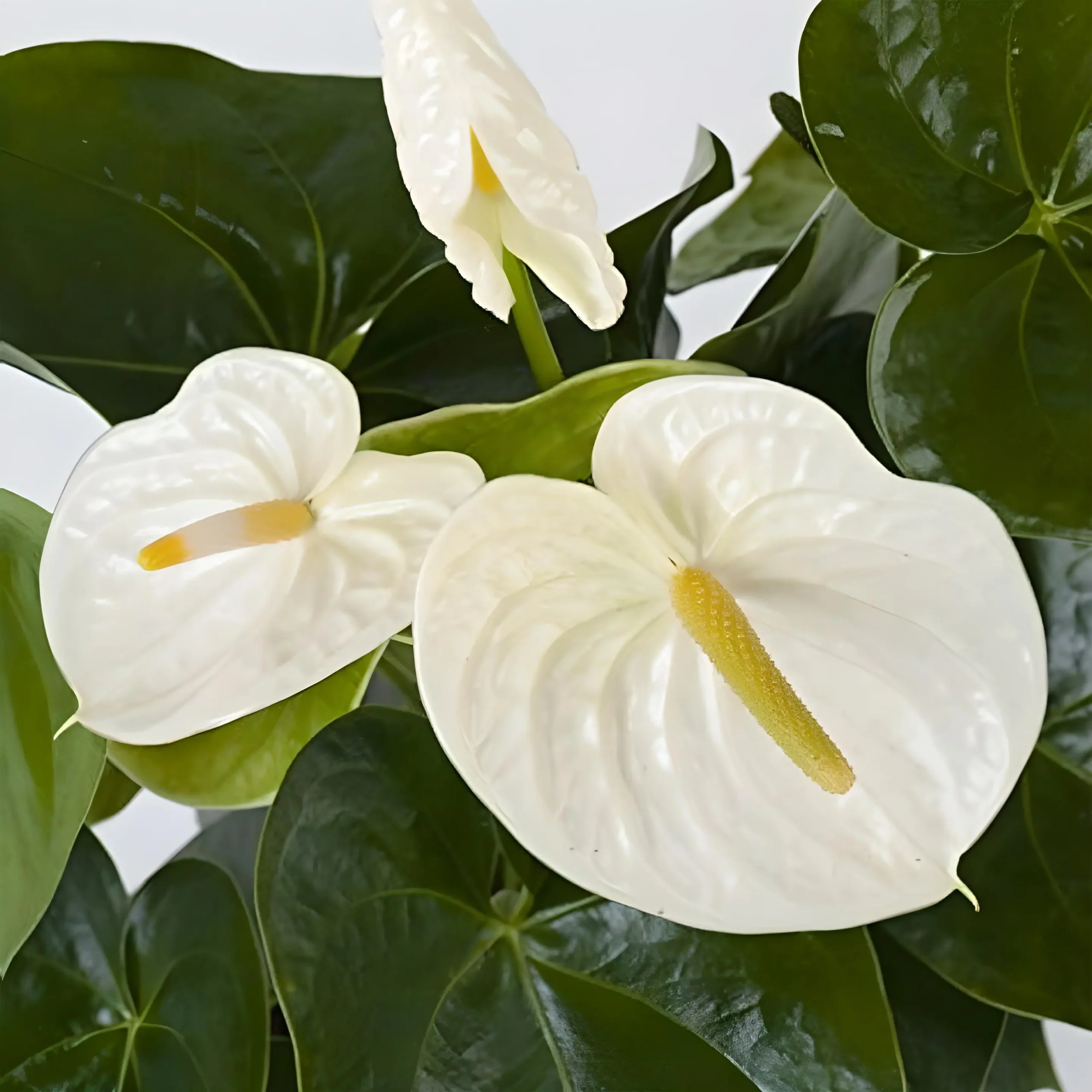 anthurium white