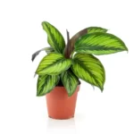 Calathea Beauty Star