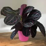 Calathea Roseopicta ‘Dottie’